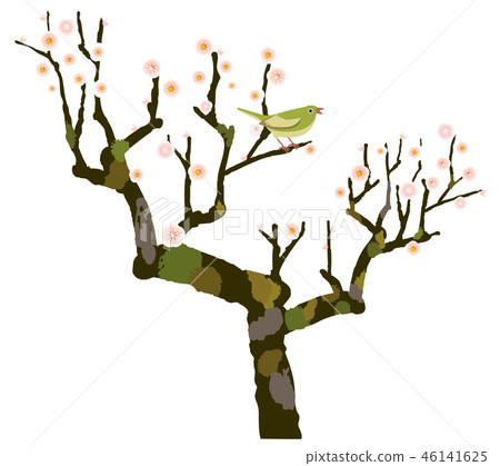 Shiraume Uguisu 46141625