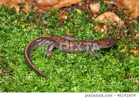 Bandai Hakone Salamander Adult 46141654