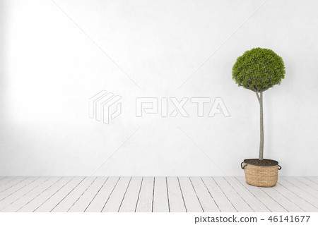 Blank white wall with plant, tree, wooden white floor. 46141677
