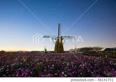 Night view of cosmos and windmill (Sakura hometown open space, Sakura City, Chiba Prefecture) *Photo taken in October 2018 46141751