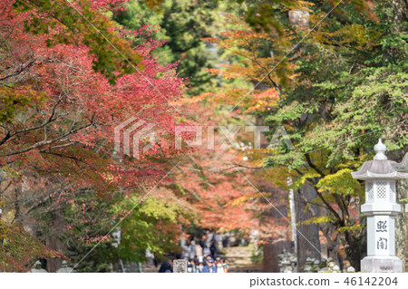 Autumn leaves of Taniyama Hakuenji 46142204