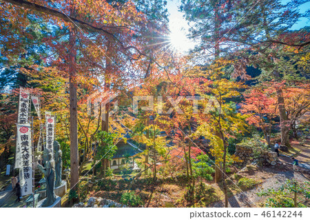 Autumn leaves of Taniyama Hakuenji Autumn leaves of Taniyama Hakuenji 46142244