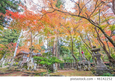 Autumn leaves of Taniyama Hakuenji 46142252