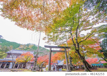 Autumn leaves of Taniyama Hakuenji 46142253