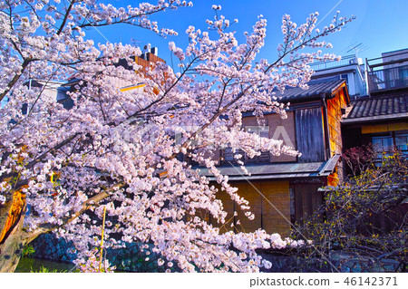 春天京都，開花的Gion白川町風景在盛開的 46142371