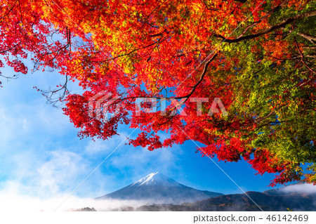 “山梨縣”日本的秋/富士山和秋葉 “山梨縣”日本的秋/富士山和秋葉 46142469