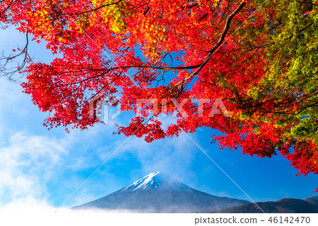 “山梨縣”日本的秋/富士山和秋葉 “山梨縣”日本的秋/富士山和秋葉 46142470