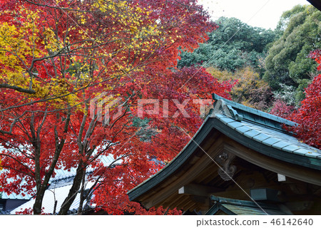 Shikoku Reijo 82 No. 8 Place Koukaji Autumn leaves 19 (Takamatsu City Nakayamacho) 46142640
