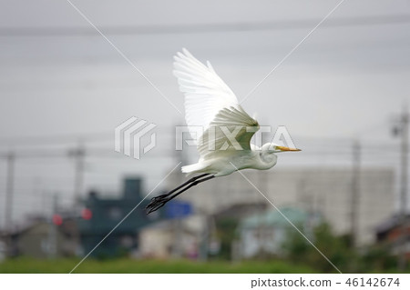 大白鷺的飛行 大白鷺的飛行 46142674
