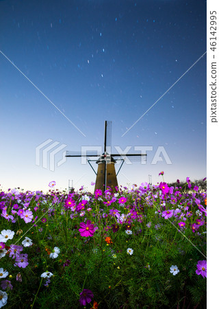 Night view of cosmos and windmill (Sakura hometown open space, Sakura City, Chiba Prefecture) *Photo taken in October 2018 46142995