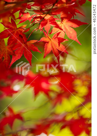 Close-up of Momiji dyed in red 46143472