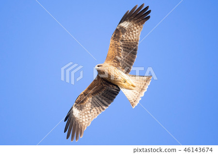 Flying in blue sky 46143674