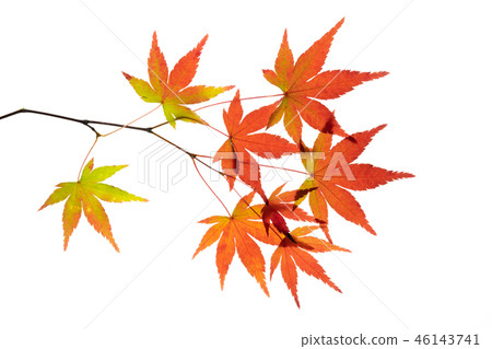 Transmitted light photography of a maple on the way to autumn leaves 46143741