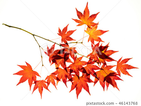 Transmission light photography of red maple maple 46143768