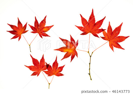 紅槭楓樹傳輸光攝影 46143773