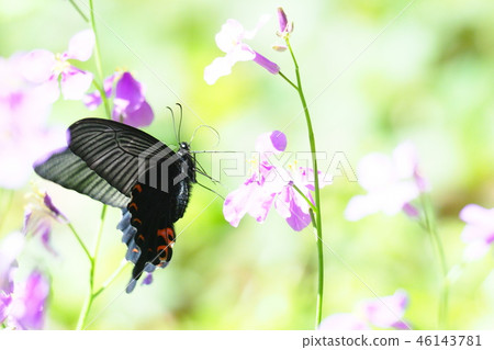 黑色燕尾（女）和Murasaki Hanana花 46143781