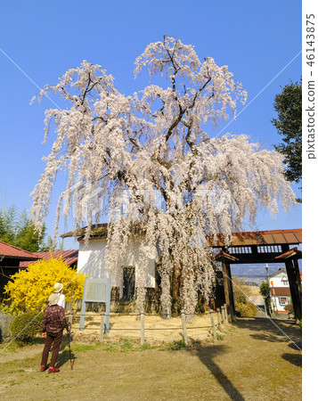 Sider zakra (longitudinal) of Kinzo-ji Sider zakra (longitudinal) of Kinzo-ji 46143875