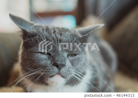 Cat who is about to fall asleep 46144315