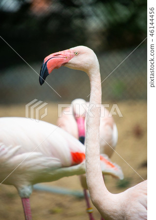 The Group of Pink flamingo The Group of Pink flamingo 46144456