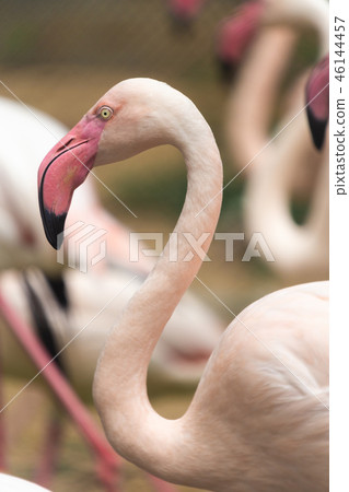 The Group of Pink flamingo The Group of Pink flamingo 46144457