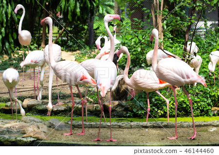 The Group of Pink flamingo The Group of Pink flamingo 46144460
