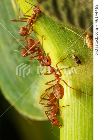 The group of ants on the planet 46144465