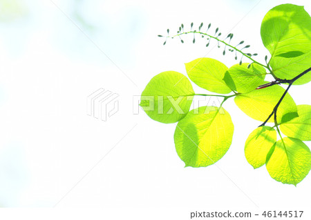 Fresh green 46144517