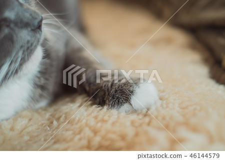 貓的手與地毯 貓的手與地毯 46144579