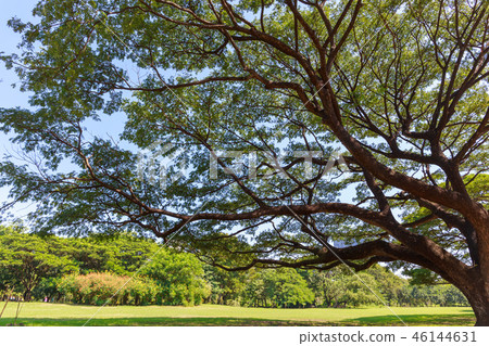 Big tree in the public park Big tree in the public park 46144631