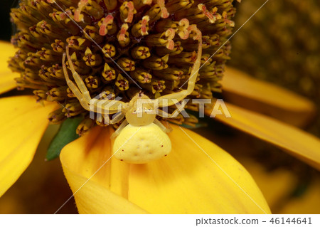 Yellow Spider on the flower Yellow Spider on the flower 46144641