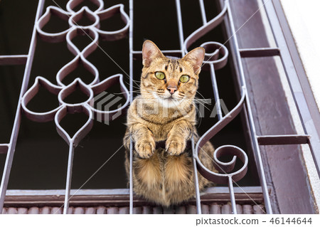 Cat at the windows 46144644