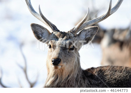 Ezo鹿 Ezo鹿 46144773