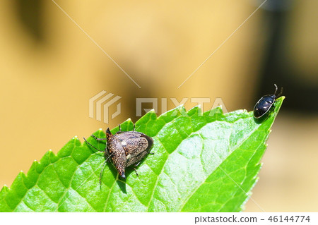 牛臭臭蟲和蟎臭臭蟲 46144774