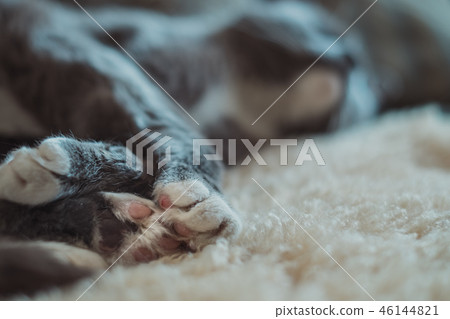 貓的腳底 46144821