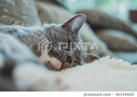 Cat sleeping on the sofa Cat sleeping on the sofa 46144889