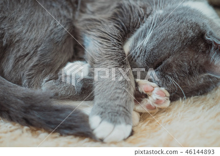 Cat's sleeping position Cat's sleeping position 46144893