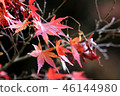 Maple Leaf-2 46144980