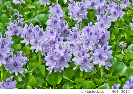 Water hyacinth 46145013