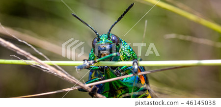 Jewel beetle in field macro shot 46145038