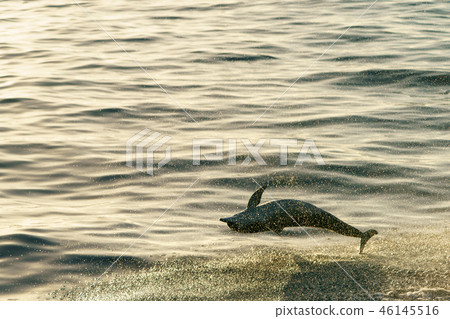 微調海豚 46145516