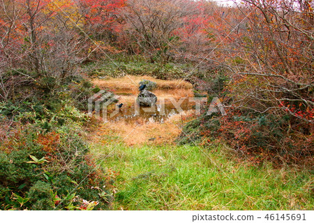 1100 Highland Marsh, Ramsar Wetlands, Autumn Leaves, 46145691