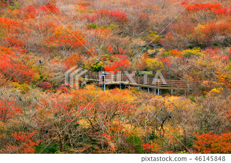 1100 Highland Marsh,拉姆薩爾濕地,秋葉, 1100 Highland Marsh,拉姆薩爾濕地,秋葉, 46145848