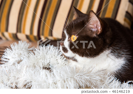 British cat is playing with the Christmas garland British cat is playing with the Christmas garland 46146219