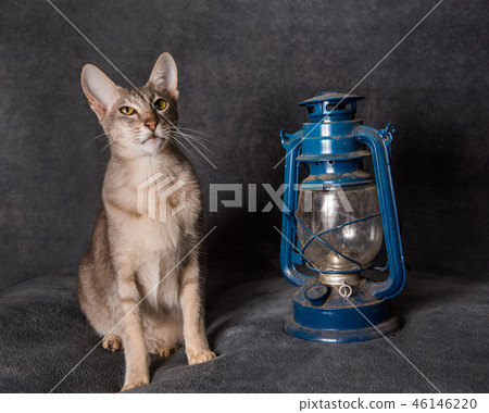Grey Oriental cat and lantern on New Year Grey Oriental cat and lantern on New Year 46146220