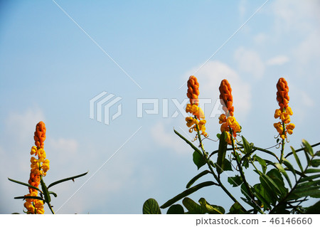 Candle bush senna in the meadow 46146660