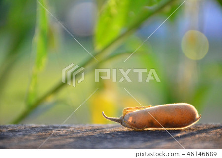 Sunn Hemp Flower Seed 46146689