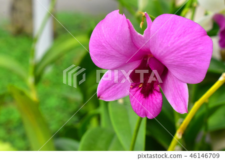 The Beautiful Pink Orchid Flower 46146709