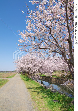 Cherry blossoms in Imai 46146957