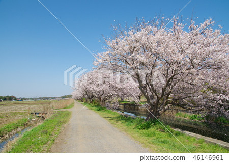 Cherry blossoms in Imai 46146961