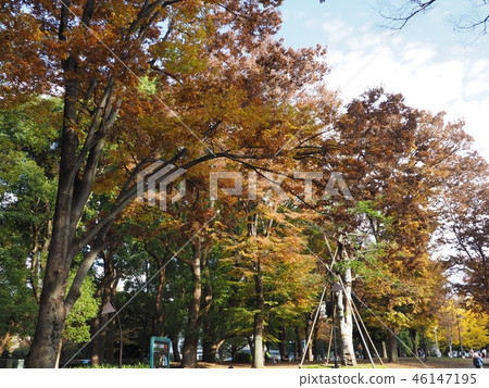 Ueno autumn leaves 20 Ueno autumn leaves 20 46147195